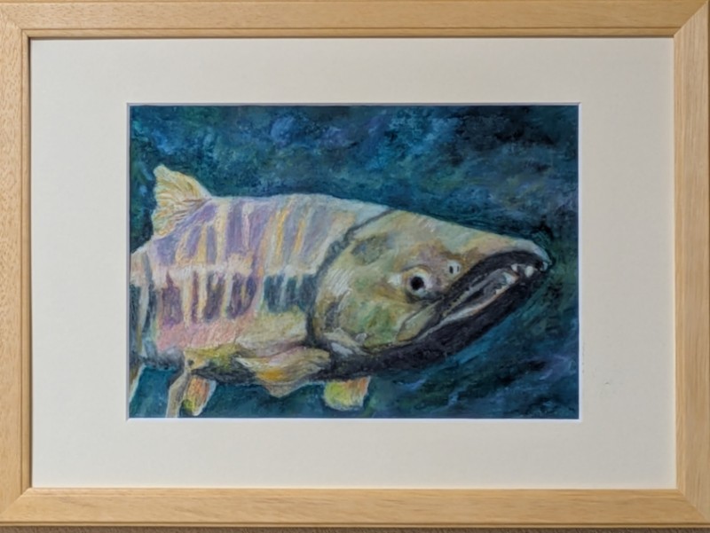 河に戻ってきたカラフルな色になった雄の白鮭の絵